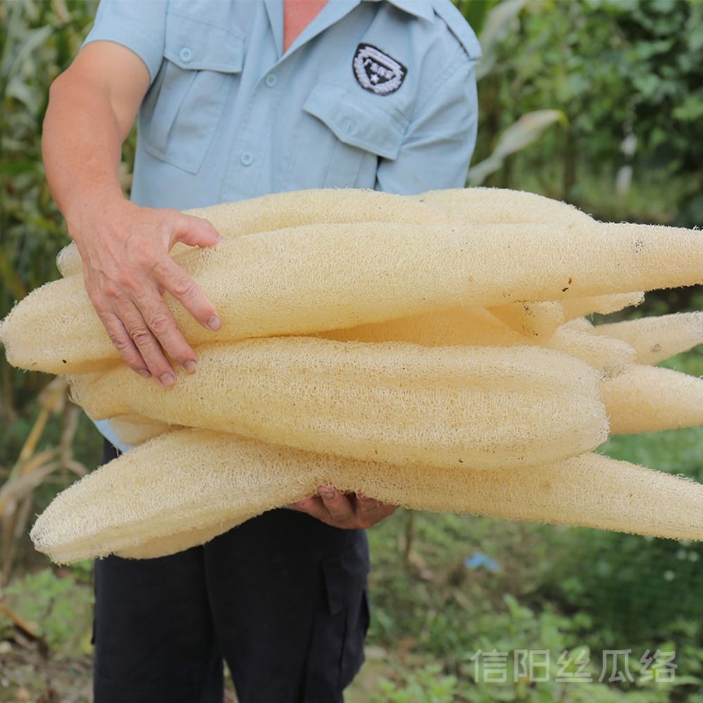 Esponja de Luffa Natural, espo - Body Loofah Natural reseña y precio